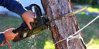 Best Tree Risk Assessment  in Tappahannock, VA