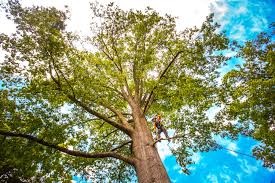 Best Tree Maintenance Programs  in Tappahannock, VA