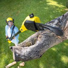 Best Hedge Trimming  in Tappahannock, VA