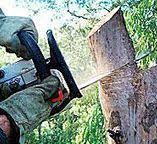 Best Emergency Tree Removal  in Tappahannock, VA