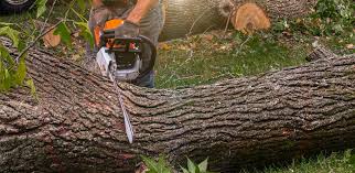 Best Lawn Disease Treatment  in Tappahannock, VA