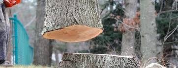 Best Tree and Shrub Care  in Tappahannock, VA