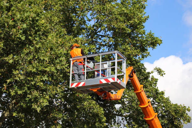 Reliable Tappahannock, VA Tree Services Solutions