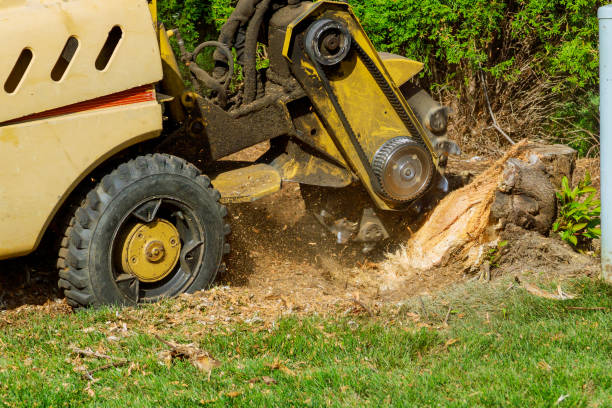 Best Lawn Pest Prevention  in Tappahannock, VA