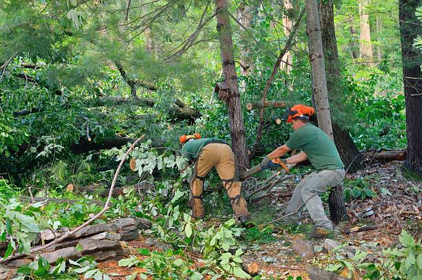 Best Utility Line Clearance  in Tappahannock, VA