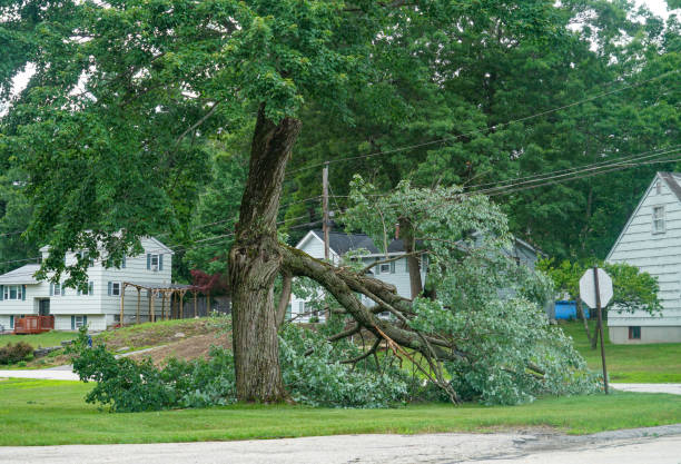 Best Fruit Tree Pruning  in Tappahannock, VA