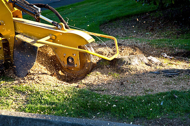 Best Root Management and Removal  in Tappahannock, VA